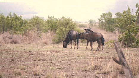 Common-wildebeest-prancing-in-african-savanna-next-to-others-grazing