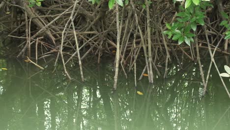 Wasser,-Das-Nach-Oben-Kippt,-Um-Mangrovenwaldwurzeln-Freizulegen