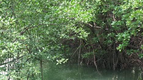 right-to-left-pan-Mangrove-forest-with-small-river