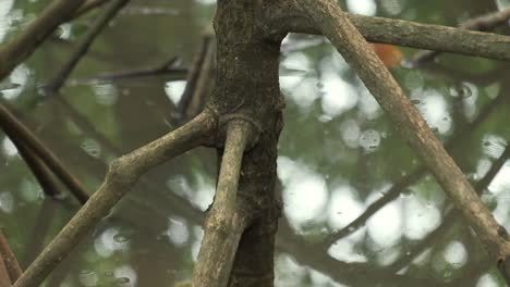 close-up-Mangrove-tree-with-roots