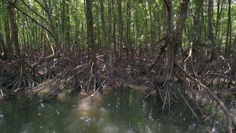 Slow-pan-of-dense-Mangrove-forest
