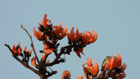 Butea-Monosperma-Blumenbaum-Und-Kolibri