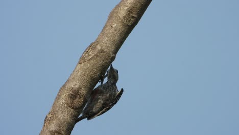 woodpecker-bird-finding-food-