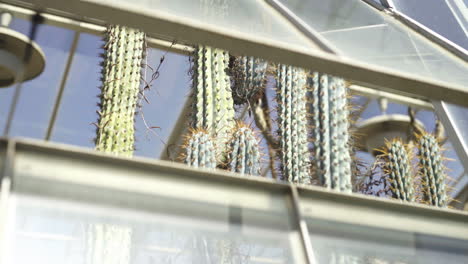 Kaktuspflanze-Blick-Vom-Gewächshausgartenfenster-Gegen-Blauen-Klaren-Himmel,-Dekorative-Kakteen-Exotische-Wüstenflora