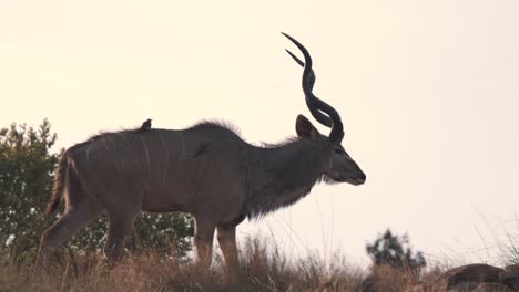 Kudu-antelope-walking-in-african-savannah-with-oxpecker-birds-on-back