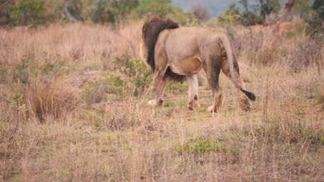 Prowling-lion-walking-in-african-savannah-grassland,-backside-shot
