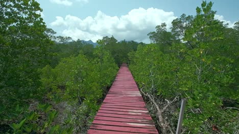 mangrove-forest-with-a-board-walk-for-eco-tourism,-adventure-tourism,-camera-dolly