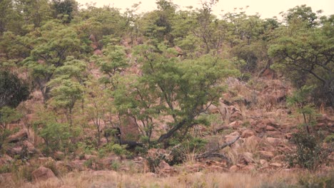 Lion-walking-up-on-rocky-slope-with-trees-in-african-landscape