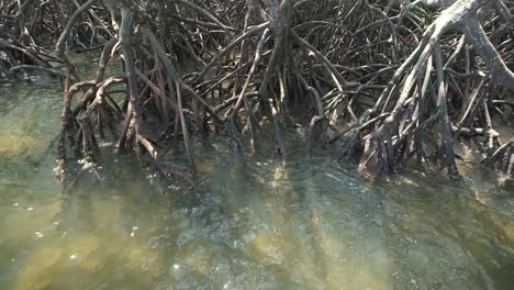 Mangrove-forest-roots-with-tidal-ocean-in-Thailand