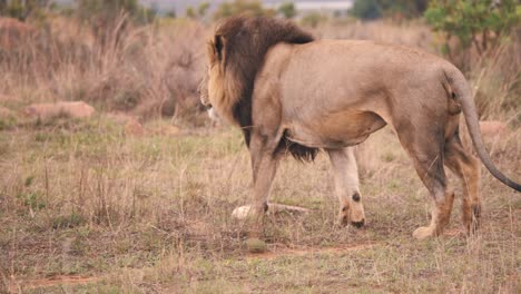 Male-lion-with-dark-mane-striding-proudly-in-african-savannah