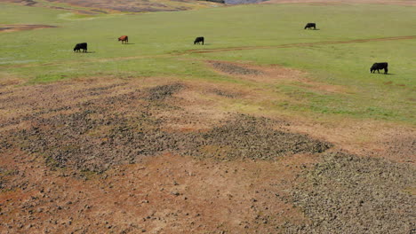 Kühe-Grasen-Grasland-Auf-Dem-ökologischen-Reservat-Der-Tischplatte
