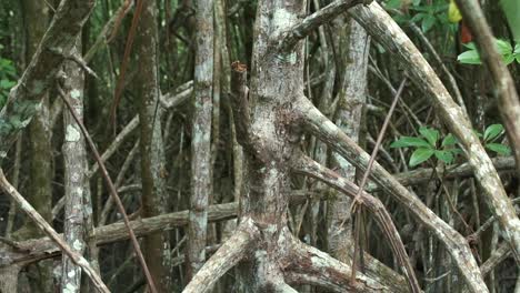 Nahaufnahme-Von-Mangrovenwurzeln-Im-Wasser