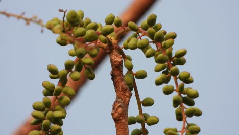 Fruits-of-Indian-Ash-Tree--seeds-