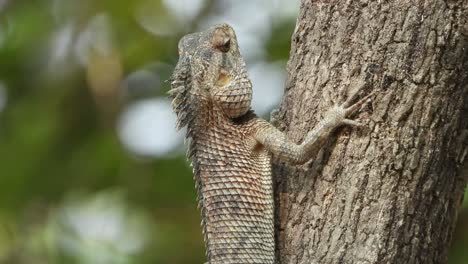 Lizard---Food---Tree--waiting-