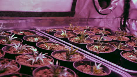 Marijuana-plants-growing-in-a-tent