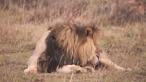 Lion-with-large-mane-lying-in-savannah-and-licking-his-fur-to-clean-it