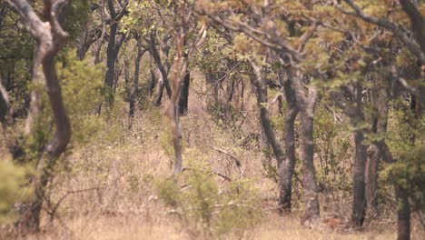 Chacma-baboon-monkey-disappearing-in-dense-thicket-in-african-forest