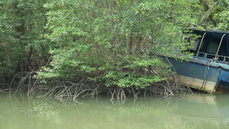 Schwenk-über-Versunkenes-Kleines-Boot-Im-Mangrovenwald