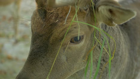 Close-up-of-deer-with-horns