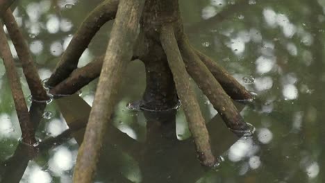 Mangrove-forest-close-up-of-stem-and-roots-with-water