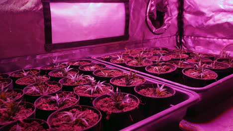 Marihuana-Pflanzen,-Die-In-Einem-Zuchtzelt-Mit-Belüftung-Wachsen