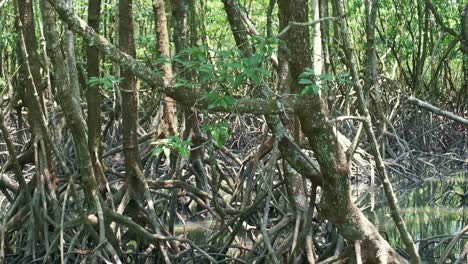 Mangrove-forest-root-system-tilt-up-reveal-shot