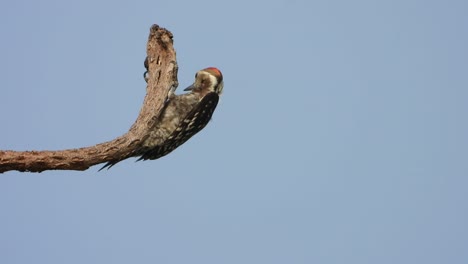 woodpecker-bird-finding-food-