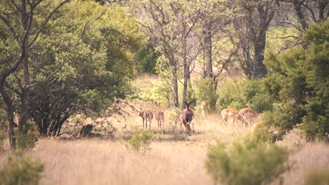 Impala-antelopes-grazing-next-to-baboon-monkeys-hiding-in-tree-shade