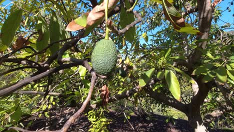 Close-up-of-ripe-Avocado-growing-on-tree-in-Spain