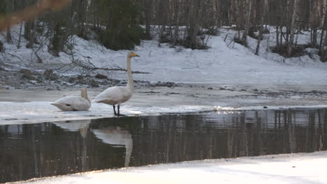 Family-of-Swan-bird-enjoys-daylight-near-frosty-river-in-winter-season,-handheld-view