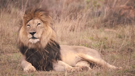Lion-lying-in-savannah-grass-licking-its-fur-then-assuming-regal-look