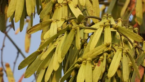 Ventilago-denticulata-tree-seeds-