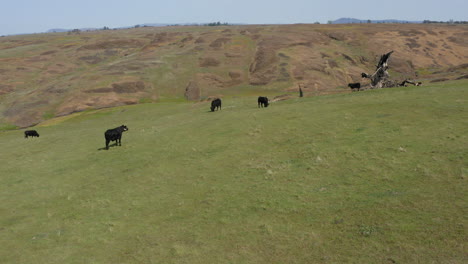 Vacas-De-Ganado-Pastando-En-Un-Pasto-De-Campo