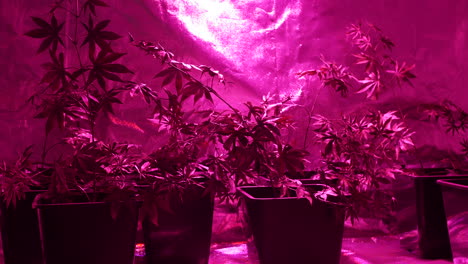 Cannabispflanzen,-Die-In-Einem-Hydroponischen-Zelt-Unter-Lampen-Wachsen