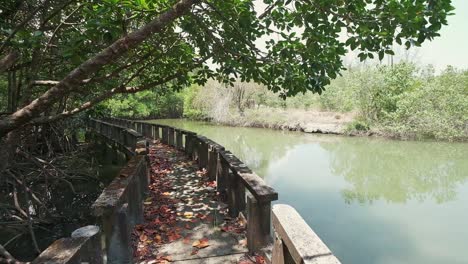 mangrove-forest-coastal-area-with-a-walkway-for-eco-tourism