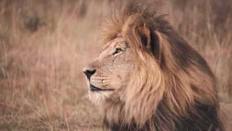 Lion-staring-into-distance-in-african-savannah-grass,-profile-close-up