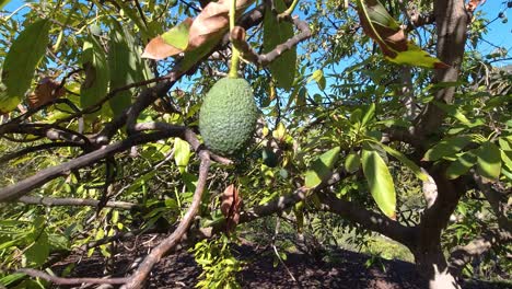 Close-up-of-ripe-Avocado-growing-on-tree-in-Spain
