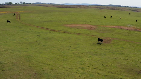 Fly-over-livestock-cows-grazing-on-a-countryside-pasture