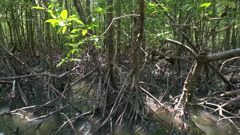 right-to-left-tracking-shot-of-Mangrove-forest-in-Thailand