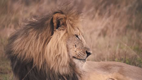 Profile-of-lion-lying-in-african-savannah-and-licking-his-lips