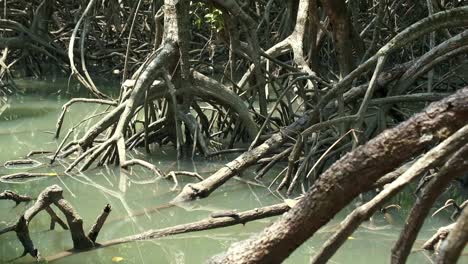 Kippen-Sie-Mangrovenwurzeln,-Die-In-Wasser-Getaucht-Sind