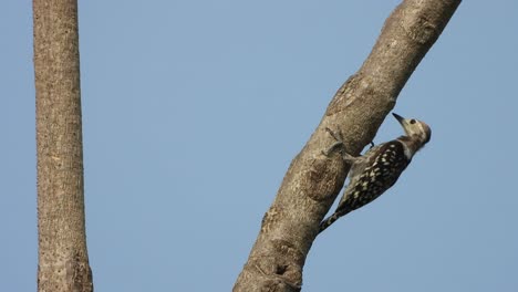 woodpecker-female-bird-.-.