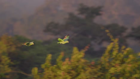 Couple-of-mealy-parrots-flying-over-Peruvian-forest-in-Peru