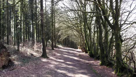 Panning-backwards-shot-of-a-woodland-trail-with-the-sun-shining-through-the-trees