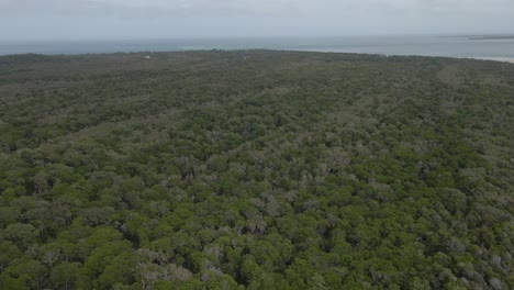 Frondosos-árboles-Forestales-En-North-Stradbroke-Island,-Point-Lookout-Headland,-Queensland,-Australia