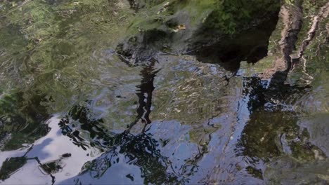 Tiro-Inclinado-Hacia-Arriba-De-Las-Ondas-De-Agua-Y-La-Jungla-Que-Rodea-Un-Cenote-En-Tulum-Mexico