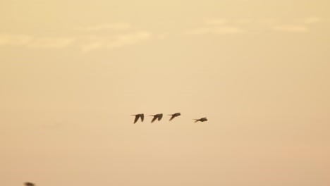 Aras-Fliegen-Bei-Sonnenuntergang-Zurück-Zu-Ihren-Häusern