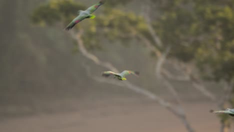 Mealy-parrots-flying-over-Peruvian-Tambopata-national-reserve-in-Peru