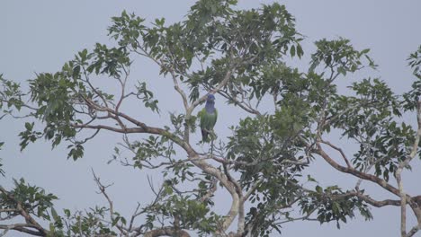 Wild-Blue-Headed-Parrot-in-tree-surveys-surroundings,-Tambopata-National-Reserve