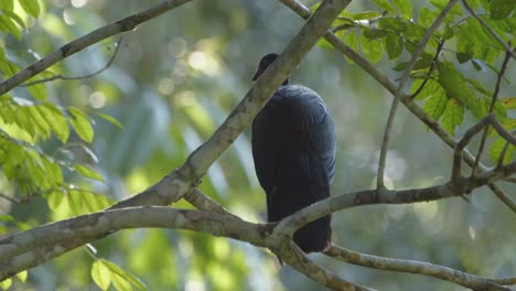 A-Crested-guan-sitting-in-Rainforest-between-branches-late-in-the-evening